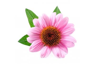 Echinacea Sonnenhut Pflanze für Naturkosmetik und Hautpflege