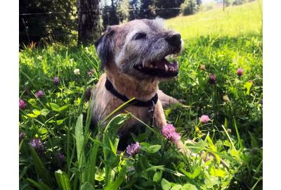 Hund und Katze bei der Pflege für gesundes Fell und Wohlbefinden